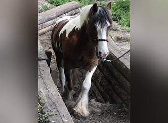 Tinker, Stute, 12 Jahre, 153 cm, Schecke