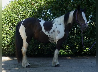 Tinker Mix, Stute, 12 Jahre, 160 cm