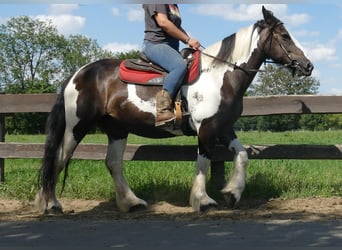 Tinker Mix, Stute, 12 Jahre, 160 cm, Schecke