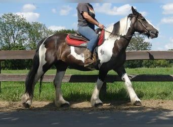 Tinker Mix, Stute, 12 Jahre, 160 cm, Schecke