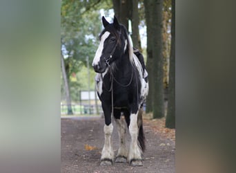 Tinker Mix, Stute, 12 Jahre, 160 cm, Schecke