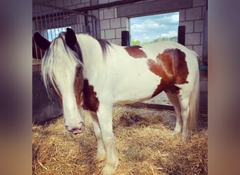 Tinker, Stute, 12 Jahre, 163 cm, Schecke