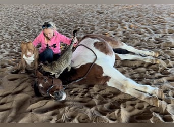 Tinker Mix, Stute, 12 Jahre, Rotbrauner