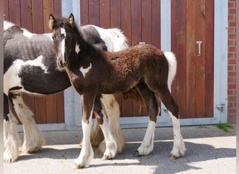 Tinker, Stute, 13 Jahre, 128 cm
