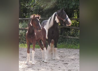 Tinker, Stute, 13 Jahre, 128 cm