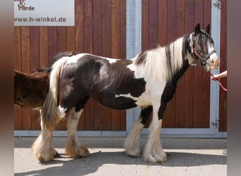 Tinker, Stute, 13 Jahre, 128 cm