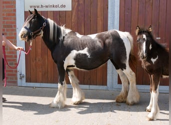 Tinker, Stute, 13 Jahre, 128 cm