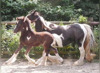 Tinker, Stute, 13 Jahre, 128 cm