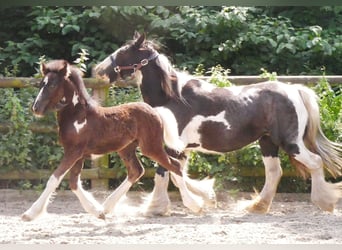Tinker, Stute, 13 Jahre, 128 cm
