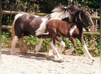 Tinker, Stute, 13 Jahre, 128 cm