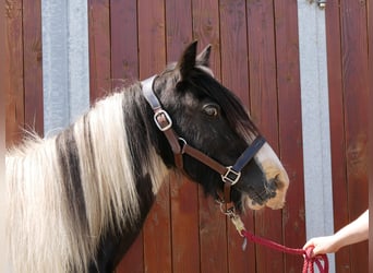 Tinker, Stute, 13 Jahre, 128 cm