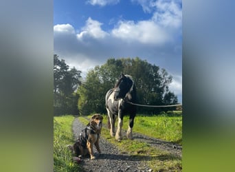 Tinker, Stute, 13 Jahre, 133 cm, Schecke
