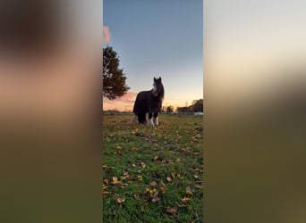 Tinker Mix, Stute, 13 Jahre, 135 cm