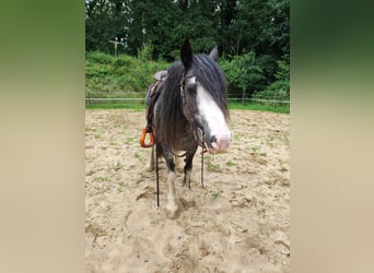 Tinker, Stute, 13 Jahre, 140 cm, Roan-Blue