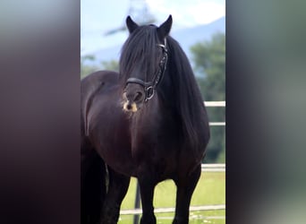 Tinker, Stute, 13 Jahre, 141 cm, Rappe