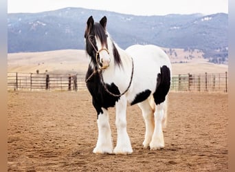 Tinker, Stute, 13 Jahre, 145 cm, Tobiano-alle-Farben