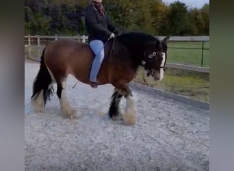 Tinker, Stute, 13 Jahre, 146 cm, Brauner