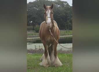 Tinker, Stute, 13 Jahre, 150 cm, Dunkelfuchs
