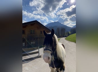 Tinker, Stute, 13 Jahre, 150 cm, Schecke
