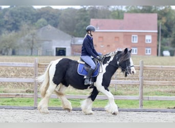 Tinker, Stute, 13 Jahre, 152 cm, Schecke