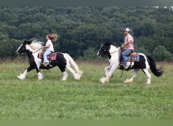 Tinker, Stute, 13 Jahre, 152 cm, Tobiano-alle-Farben