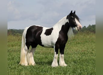 Tinker, Stute, 13 Jahre, 152 cm, Tobiano-alle-Farben