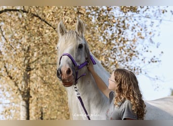 Tinker, Stute, 13 Jahre, 153 cm, Schimmel