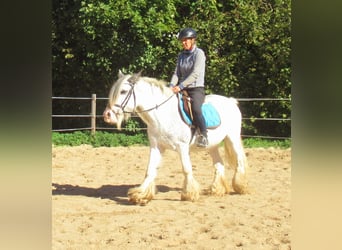 Tinker, Stute, 14 Jahre, 135 cm, Roan-Blue