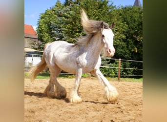 Tinker, Stute, 14 Jahre, 135 cm, Roan-Blue