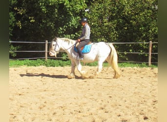 Tinker, Stute, 14 Jahre, 135 cm, Roan-Blue