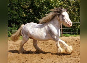 Tinker, Stute, 14 Jahre, 135 cm, Roan-Blue