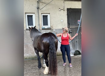 Tinker, Stute, 14 Jahre, 137 cm, Rappe