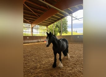 Tinker, Stute, 14 Jahre, 138 cm, Rappe