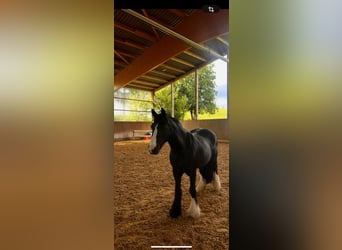 Tinker, Stute, 14 Jahre, 138 cm, Rappe