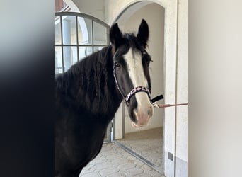 Tinker, Stute, 14 Jahre, 142 cm, Rappe