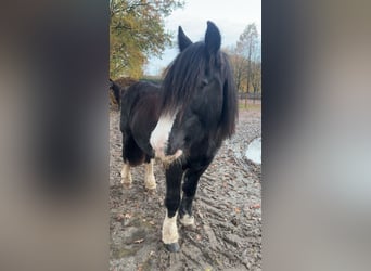 Tinker, Stute, 14 Jahre, 143 cm, Rappe