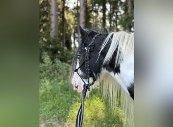 Tinker, Stute, 14 Jahre, 144 cm, Schecke