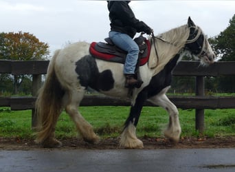 Tinker, Stute, 14 Jahre, 144 cm, Schecke