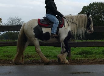 Tinker, Stute, 14 Jahre, 144 cm, Schecke