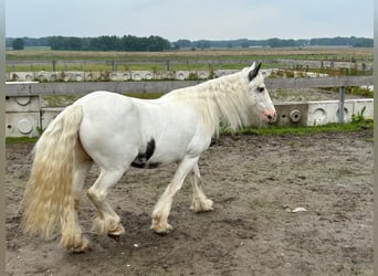 Tinker, Stute, 14 Jahre, 146 cm, Schecke