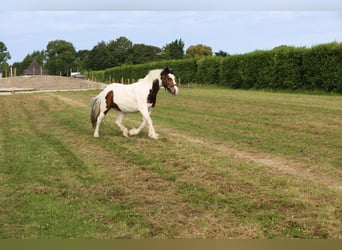 Tinker Mix, Stute, 14 Jahre, 146 cm, Schecke