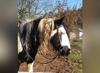 Tinker Mix, Stute, 14 Jahre, 150 cm, Tobiano-alle-Farben