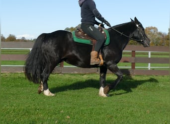 Tinker Mix, Stute, 14 Jahre, 152 cm, Rappe