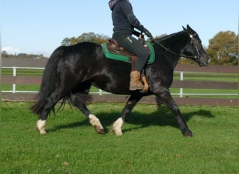 Tinker Mix, Stute, 14 Jahre, 152 cm, Rappe