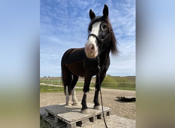 Tinker, Stute, 14 Jahre, 154 cm, Rappe