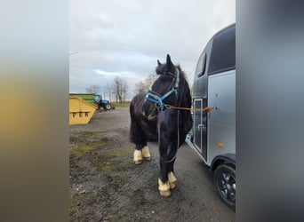 Tinker, Stute, 14 Jahre, 157 cm, Rappe