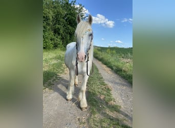 Tinker, Stute, 15 Jahre, 135 cm, Schimmel