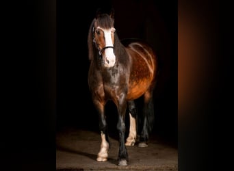 Tinker Mix, Stute, 15 Jahre, 137 cm, Brauner