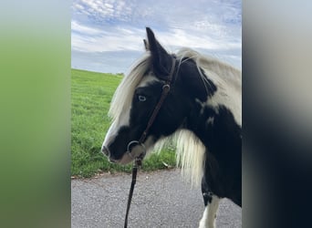 Tinker, Stute, 15 Jahre, 138 cm, Schecke
