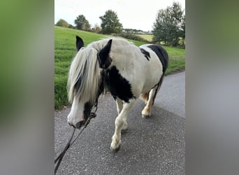 Tinker, Stute, 15 Jahre, 138 cm, Schecke